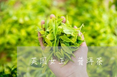 英国女王 普洱茶/2023041273058